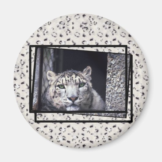 Snow Leopard-foto Magneet (Voorkant)