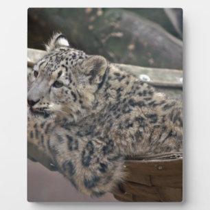 Snow Leopard Fotoplaat