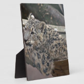 Snow Leopard Fotoplaat (Zijkant)