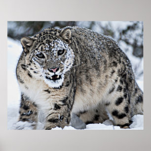 Snow Leopard Growling Poster