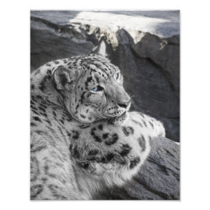 Snow Leopard Icy Stare Foto Afdruk