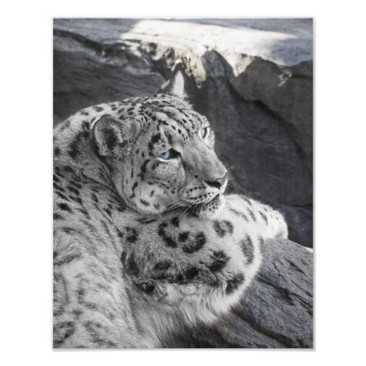 Snow Leopard Icy Stare Foto Afdruk (Voorkant)