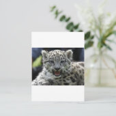 Snow Leopard Kitten Briefkaart (Staand voorkant)