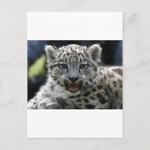 Snow Leopard Kitten Briefkaart