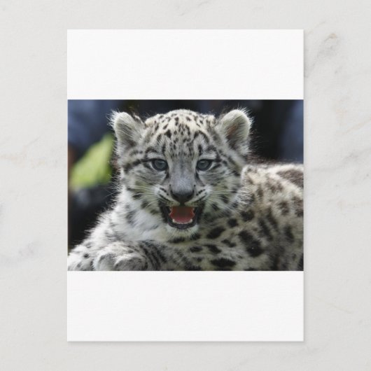 Snow Leopard Kitten Briefkaart (Voorkant)