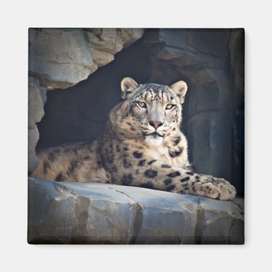 Snow Leopard Magneet (Voorkant)