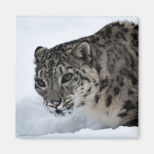 Snow Leopard Magneet
