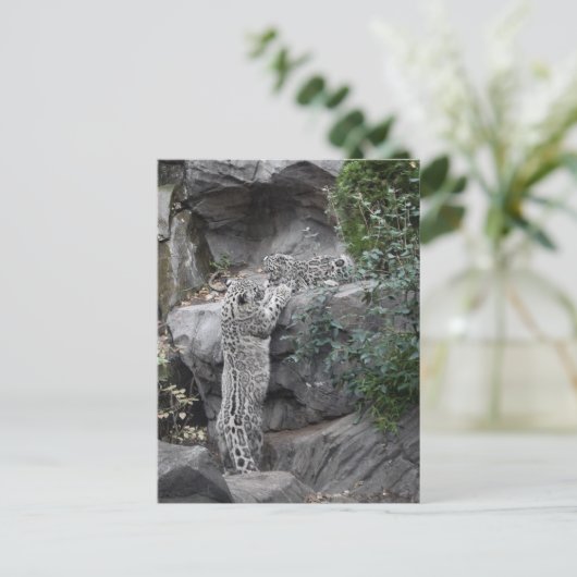 Snow Leopard moeder en welp Briefkaart (Staand voorkant)