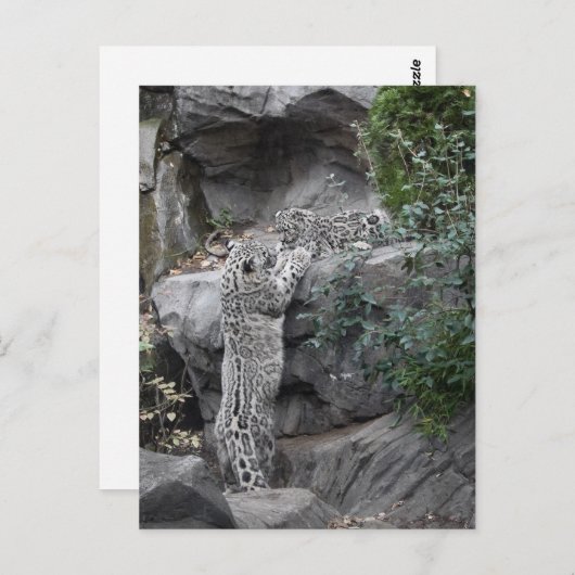 Snow Leopard moeder en welp Briefkaart (Voorkant / Achterkant)