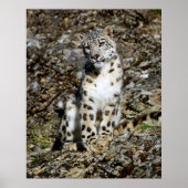 Snow Leopard Posing Poster (Voorkant)