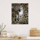 Snow Leopard Posing Poster (Keuken)