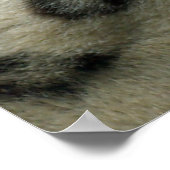 Snow Leopard Poster (Hoek)