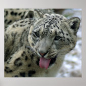 Snow Leopard Poster (Voorkant)