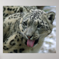 Snow Leopard