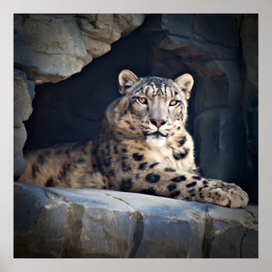 Snow Leopard Poster (Voorkant)