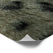 Snow Leopard Poster (Hoek)