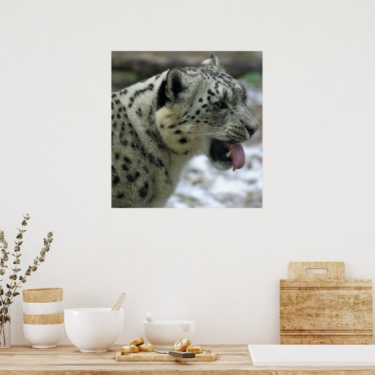 Snow Leopard Poster (Keuken)