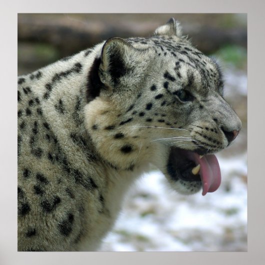Snow Leopard Poster (Voorkant)