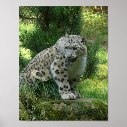 Snow Leopard Poster (Voorkant)