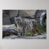 Snow Leopard Poster (Voorkant)
