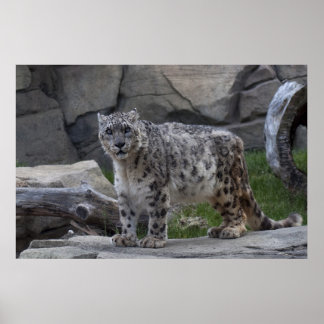 Snow Leopard Poster