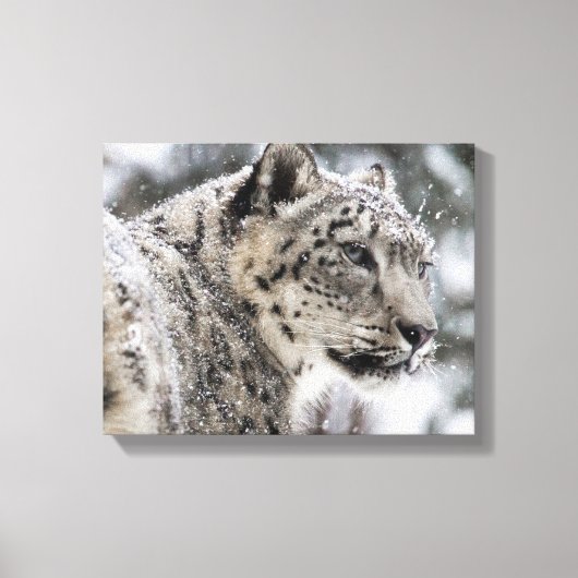 Snow Leopard Snow Portrait Canvas Afdruk (Voorkant)