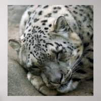 Snow Leopard - Sweet Dreams
