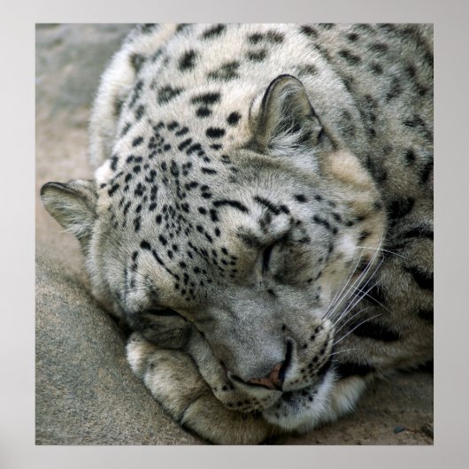 Snow Leopard - Sweet Dreams Poster (Voorkant)