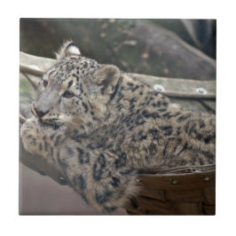 Snow Leopard Tegeltje
