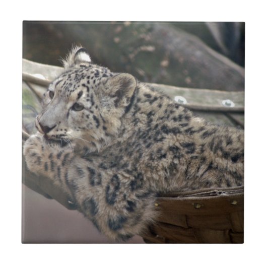 Snow Leopard Tegeltje (Voorkant)