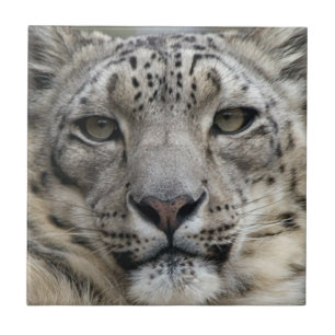 Snow Leopard Tile Tegeltje