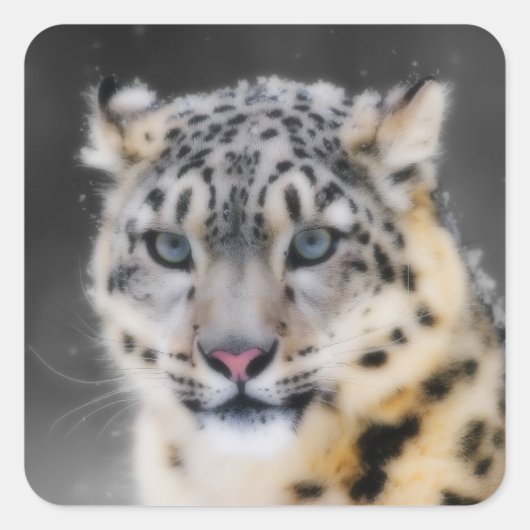 Snow Leopard Vierkante Sticker (Voorkant)