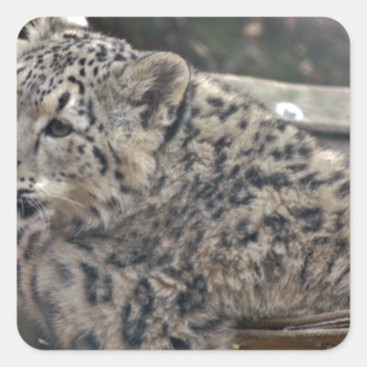 Snow Leopard Vierkante Sticker (Voorkant)