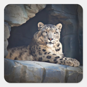 Snow Leopard Vierkante Sticker