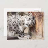 Snow Leopard Wild Cat Briefkaart (Voorkant / Achterkant)