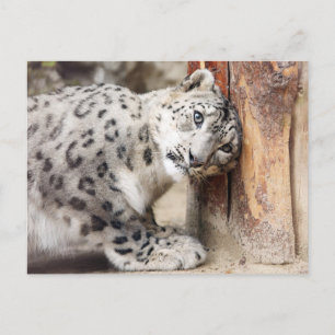 Snow Leopard Wild Cat Briefkaart