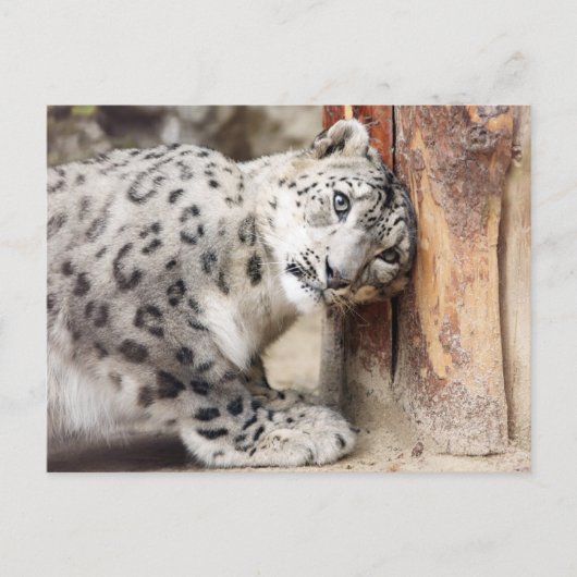 Snow Leopard Wild Cat Briefkaart (Voorkant)