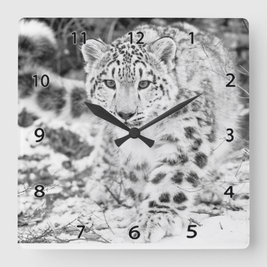 Snow Leopard Wildlife Wall Clock Vierkante Klok (Voorkant)