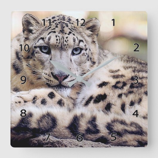 Snow Leopard Wildlife Wall Clock Vierkante Klok (Voorkant)