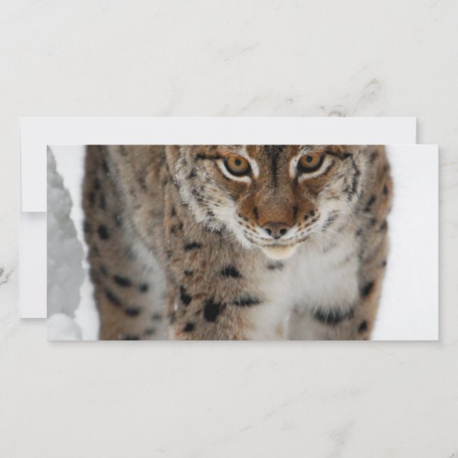 Snow Lynx (Voorkant)