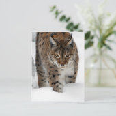 Snow Lynx Briefkaart (Staand voorkant)