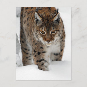 Snow Lynx Briefkaart