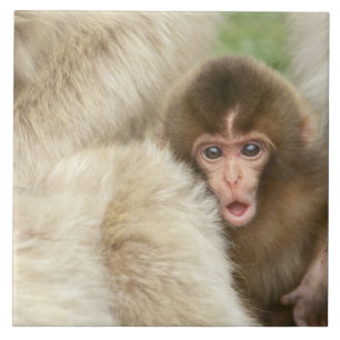 Snow Monkey Baby, Jigokudani, Nagano, Japan Tegeltje