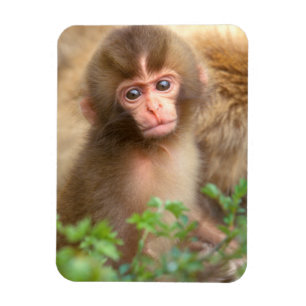 Snow Monkey Baby Portret Magneet