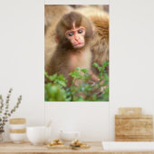 Snow Monkey Baby Portret Poster (Keuken)