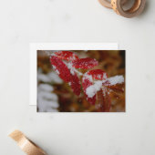 Snow on Red Leaves Notitiekaartje (Voorkant / Achterkant in situ)