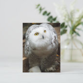 Snow Owl Briefkaart (Staand voorkant)