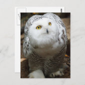 Snow Owl Briefkaart (Voorkant / Achterkant)