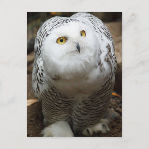 Snow Owl Briefkaart