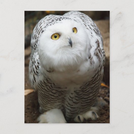 Snow Owl Briefkaart (Voorkant)